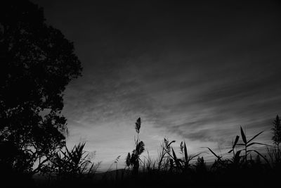 Low angle view of silhouette trees against sky during sunset