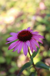 Close-up of pink flower