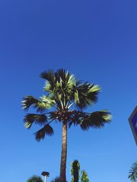 Low angle view of palm trees against clear blue sky