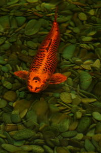 High angle view of insect on leaf