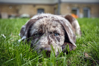 Portrait of dog lying on grass