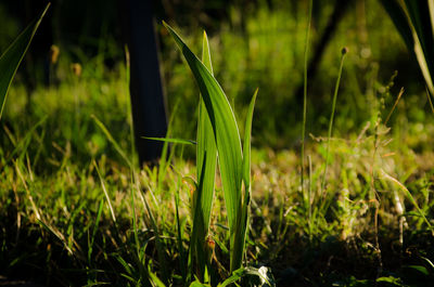 Close-up of fresh green grass in field