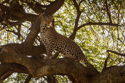 Low angle view of a cat on tree