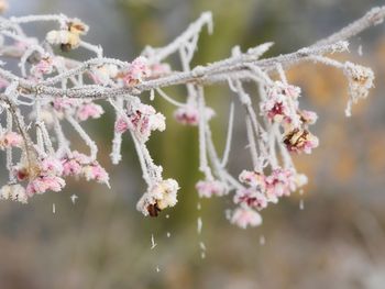 Close-up of frozen flower tree during winter