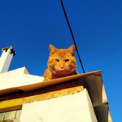 Low angle view of cat against clear blue sky