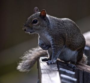 Close-up of squirrel on railing