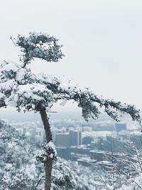 Close-up of tree against clear sky during winter