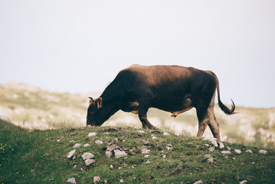 Cow grazing on field against clear sky