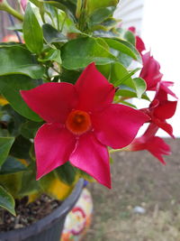 Close-up of pink flowers