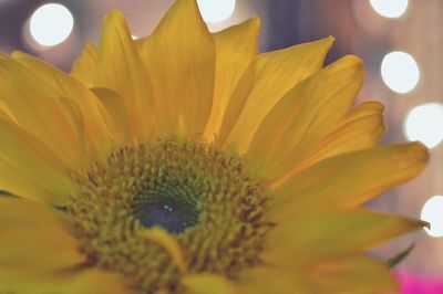 Close-up of yellow flower