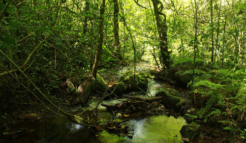 Scenic view of forest