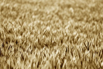 Full frame shot of wheat field