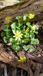 Close-up of yellow flower