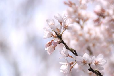 Close-up of white cherry blossoms in spring