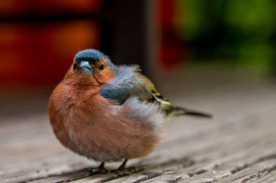 Close-up of bird perching on wood