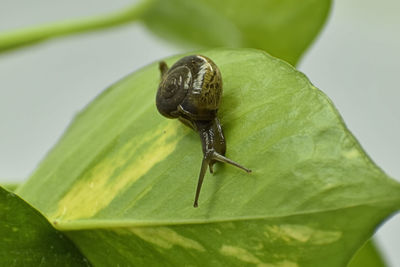 A closeup photograph of a snail on a plant.