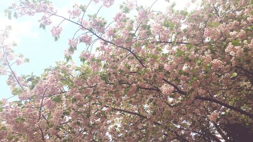 Low angle view of pink flower tree against sky