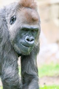 Close-up portrait of a monkey