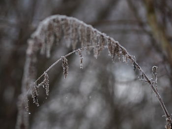 Close-up of frost during winter