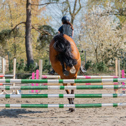 Rear view of man riding horse in pen