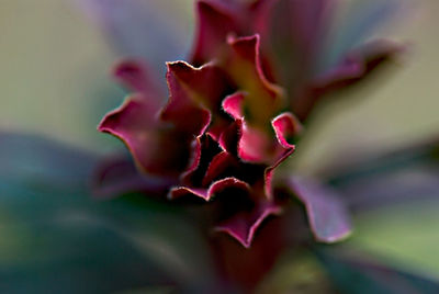 Close-up of flower