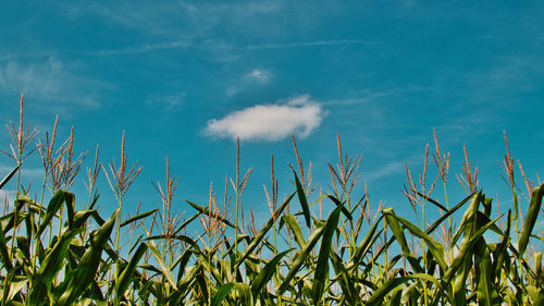 Close-up of crops growing on field against blue sky