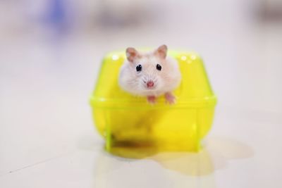 Close-up portrait of mouse in container on table
