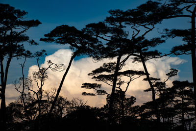 Low angle view of silhouette trees against sky at sunset