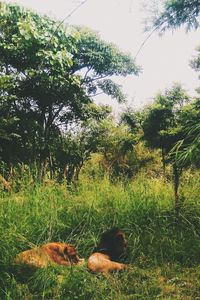 Dog relaxing on field against trees