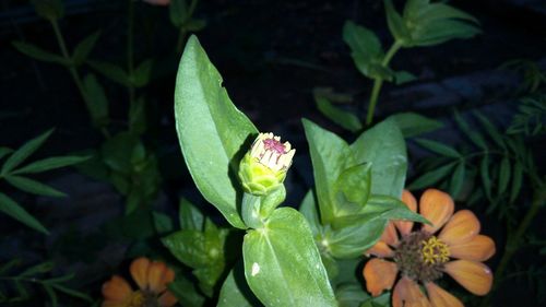 Close-up of flowers growing on plant