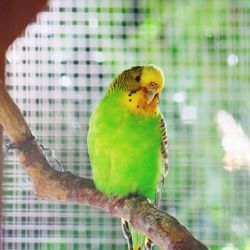 Close-up of parrot perching on tree