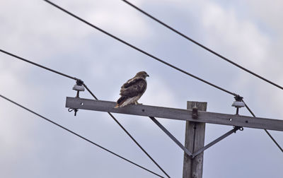Low angle view of hawk perching on cable