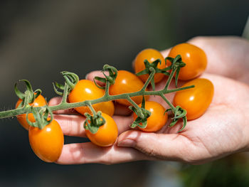 Cropped hand holding cherry tomatoes