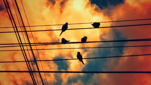 Low angle view of birds perching on cable against orange sky