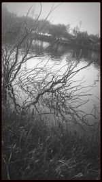 Bare trees by calm lake