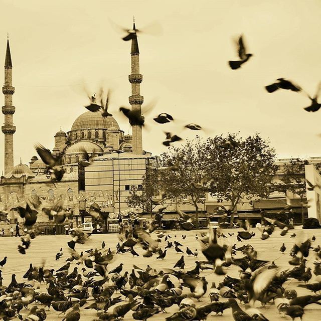 bird, animals in the wild, animal themes, flying, architecture, wildlife, built structure, building exterior, seagull, flock of birds, spread wings, pigeon, sky, dome, famous place, day, travel destinations, outdoors, clear sky