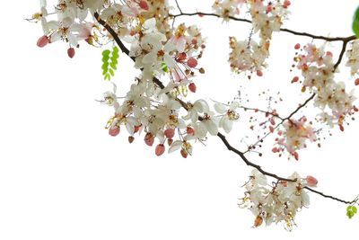 Low angle view of cherry blossoms against sky