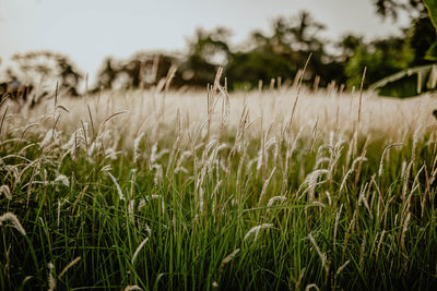 Close-up of crop in field