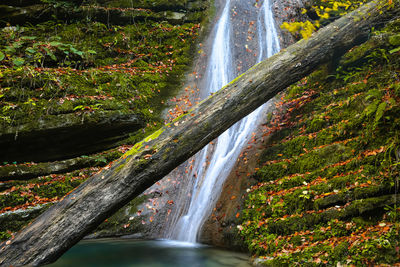 Scenic view of waterfall in forest