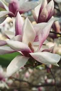 Close-up of pink flowers