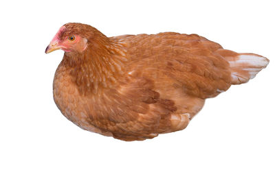 Close-up of a bird over white background