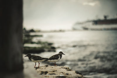 Birds on rock