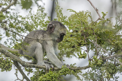 Low angle view of monkey sitting on tree