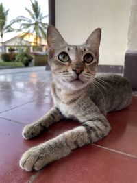 Close-up portrait of a cat