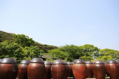 Close-up of potted plants against trees