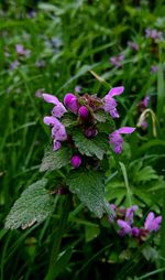 Close-up of purple flowering plant