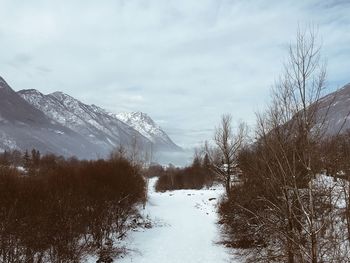 Trees on snow covered landscape against sky