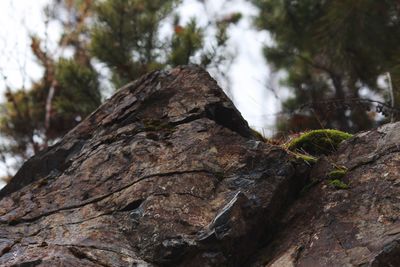 Close-up of tree trunk