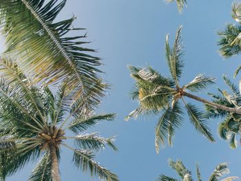 Low angle view of palm tree against sky