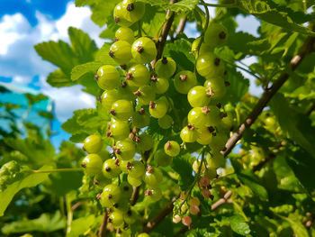 Low angle view of berries growing on tree